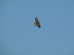 SX09266 Buzzard (Buteo buteo) flying over campsite.jpg